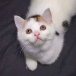 @jerrycatt_ - Instagram