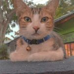 This is JR - @jerry.catt_ - Instagram