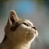Jerry Chai - @jerry.chai - TikTok