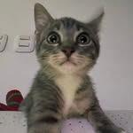 Jerry Champ 🐈 - @jerrychamp_ - Instagram