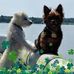 Jerry Chenault - Facebook
