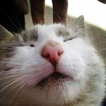 @chester_and_jerry - Instagram