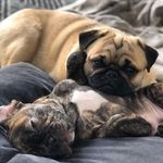Jerry and Chester - @jerry_and_chester - Instagram