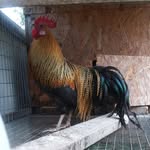 Jerry - @jerrychickens - Instagram