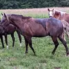 Rockymeadowfarm - @jerryclemo6 - TikTok
