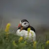 Jerry cornelius - @mrdouze12 - TikTok