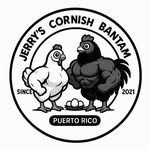 Jerry’s Cornish bantam - @jerryscornish - Instagram