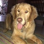 Jerry Crowley - @jerrythepuppy - Instagram