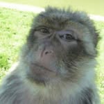Jerry 🐵 - @jerry.da.monkee - Instagram