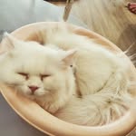 jerry dang - @jerry_dang - Instagram