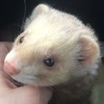 Jerry Deacon - @theferretcalledjerry - Instagram