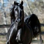Jerry-Eby - @thedarkstallion_ - Instagram