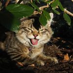 jerry farrell - @sirhappykitten - Instagram