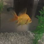 Chip Jerry Fenn-Cronan - @chipthebitch - Instagram