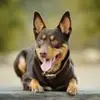 Jerry Fleck - @velok9auto - TikTok