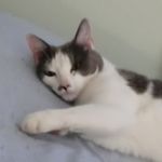 Jerry Frey - @nokkin889 - Instagram