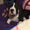 buddy - @jerrygaddy35 - TikTok