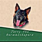 Mr.Jerry The German Shepherd - @jerry_germanshepherd - Instagram