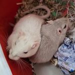 Tom & Jerry - @tom_jerry_gerbils - Instagram