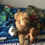 Jerrythegrafe+goldie+maya - @jerrythegrafegoldiemaya - Instagram