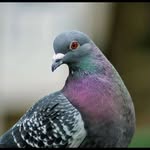 @jerry_the_holub - Instagram