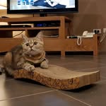 Cats 's Shop - @tom_jerry_shopping - Instagram