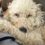 jerry, Judy & a doodle, Bailey - @wildinfantanimals - Instagram