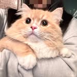 페르시안 제리 JERRY ♡≽^•༚•🎀≼♡ - @jer_rykitty - Instagram