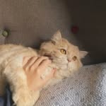 jarry_kitty - @jerry_kitty____ - Instagram