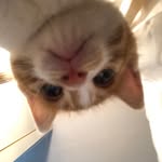 제리에오 - @jerry._.kitty - Instagram