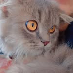 JERRY____KITTY - @kittu_____jeeru - Instagram