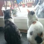 Jerry & Kitty - @jerry.kitty0.0 - Instagram