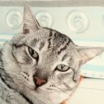 jerry - @jerry.kitty - Instagram
