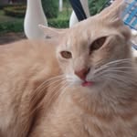 Jerry - @jerry.kittyy - Instagram