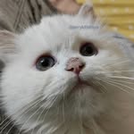 Jerry kitteniya - @jerrykitteniya - Instagram