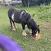 Gerry Knee - Facebook