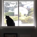 Jerry is kool - @jerry_thekoolcat - Instagram