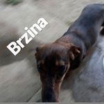 Jerry.the.PAZZZZ - @jerrykraljinau - Instagram