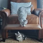 Jerry Seinfeld, Cosmo Kramer, Elaine Benes, Georgy Girl Costanza - @jerry_kramer_elaine_mainecoons - Instagram