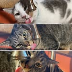 Jerry,Kramer&goblin - @tabby.cat.bros - Instagram