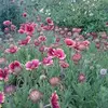 Jerry Kung - @2183669931 - TikTok