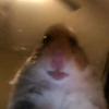 Jerry 😏 - @jerry.lahamster - TikTok