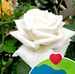 Jerry Lashley - Facebook