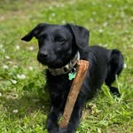 Jerry Lemon - @jerry_jerrdebald_lemon - Instagram