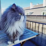 King Jerry - @jerry_le_monarque - Instagram