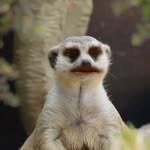 Jerry LeShrek - @jerryleshrek - Instagram