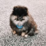 JERRY & LINGO LINGO - @jerry_lingolingo - Instagram