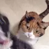 Jerry Maggie - @jerry.maggie415 - TikTok
