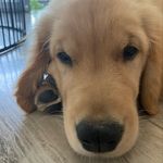 Jerry & Maple - @officialdogsofdubaihills - Instagram