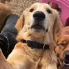 Jerry AKA Simba - @maplejerry - TikTok